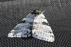 Moth that causes moth damage to your clothing. To prevent, dry clean before storing your winter clothes before summer storage. 
